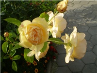 c97fdd55-Picture 514.jpg